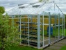 Large 10ft wide Greenhouse 615