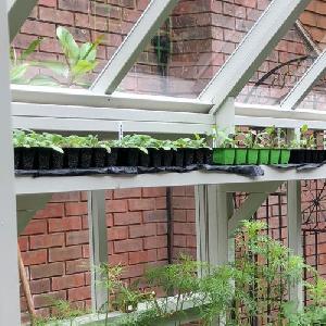 GREENHOUSES xx - Pressure treated shelving, painted