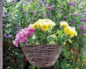 Hanging baskets and planters